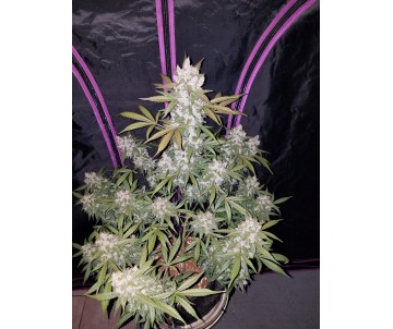 FAST BUDS Girl Scout...